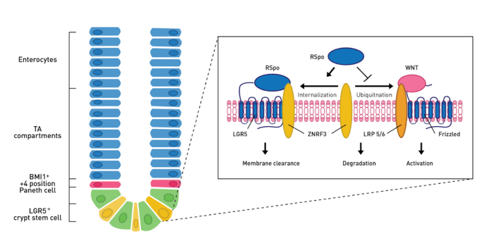 Diagram of intestinal stem cell crypt (green and yellow cells) and villus (blue cells).