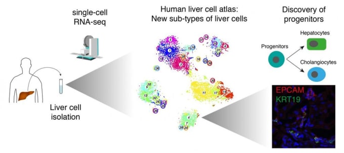 Using single cell RNA sequencing to create a comprehensive map of human liver cells. Rare subtypes of bile duct cells in the liver include a population of liver epithelial progenitors that can give rise to organoids capable of developing into hepatocytes or bile duct cells. CREDIT: MPI of Immunobiology and Epigenetics, Freiburg, Grün