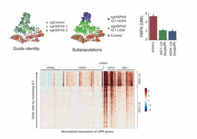 Pertubseq Adamson BiP Depletion