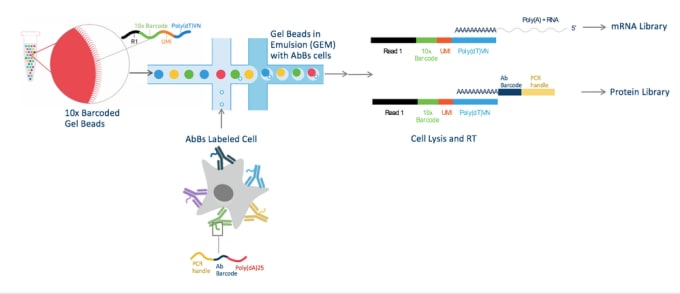 REAP-seq diagram