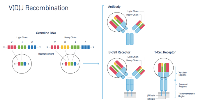 VDJ diagram from flyer