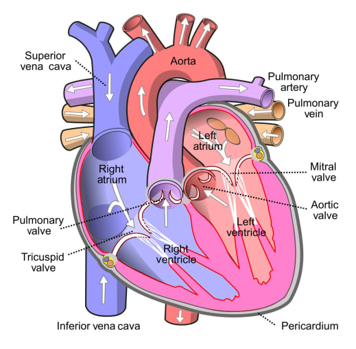 The heart, showing valves, arteries and veins. The white arrows show the normal direction of blood flow. CREDIT: Wapcaplet- Own work.https://en.wikipedia.org/wiki/Heart