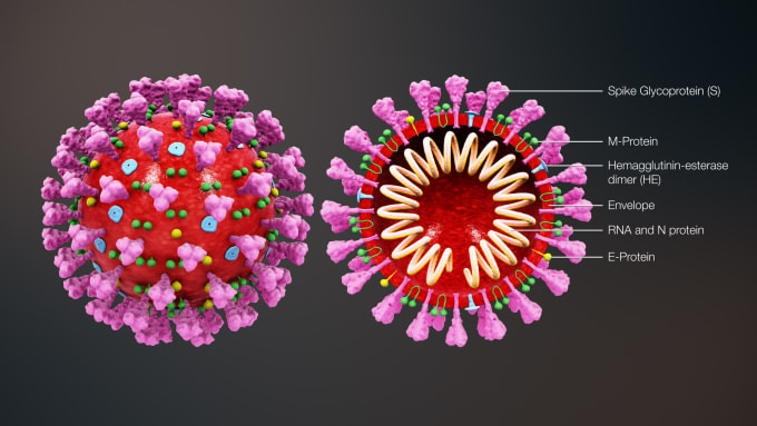 Cross-sectional illustration of a SARS-CoV-2 virion showing internal components and surface proteins. The S protein gives the crown-like appearance, for which the virus is named. CREDIT: https://www.scientificanimations.com/wiki-images/, https://phil.cdc.gov/Details.aspx