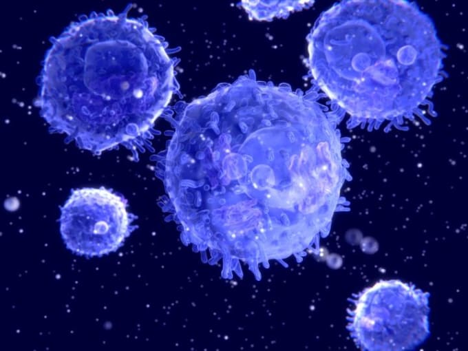An image of lymphocytes or T cells. CREDIT: NASA, http://www.nasa.gov/content/flu-vaccine-in-space 