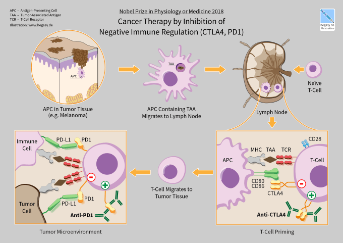 Inhibition of negative immune regulation for cancer therapy is achieved with antibodies that target CTLA-4 and PD-1. Once these receptors are blocked, the T cell is unleashed and can migrate to the tumor where it performs therapeutic functions. CREDIT: Guido4 - Own work. https://en.wikipedia.org/wiki/Cancer_immunotherapy 