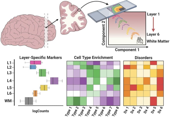 Experimental overview. CREDIT: Maynard et al., Transcriptome-scale spatial gene expression in the human dorsolateral prefrontal cortex. bioRx. (2020). 