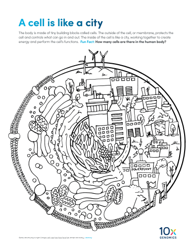 A cell is like a city