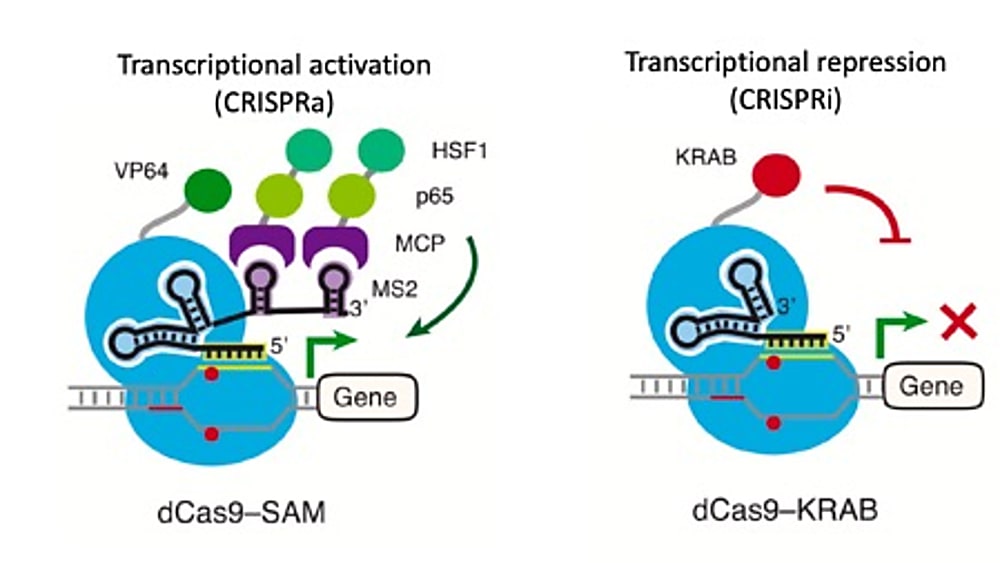 CRISPR activation (CRISPRa) and CRISPR interference (CRISPRi) overview. For CRISPRa (left) dCas9 is fused to a transcriptional activator (VP64). Adaptors fused to transcriptional activators can be combined to further enhance transcription, such as in the SAM method. An sgRNA programs dCas9 fusion to activate the transcription of the targeted promoter. For CRISPRi (right), dCas9 is fused to a transcription repressor (KRAB), which directs heterochromatin formation at the promoter targeted by the sgRNA, reducing target gene transcription. CREDIT: Modified from Lo & Qi et al., 2017 (CC BY 4.0) (2). 