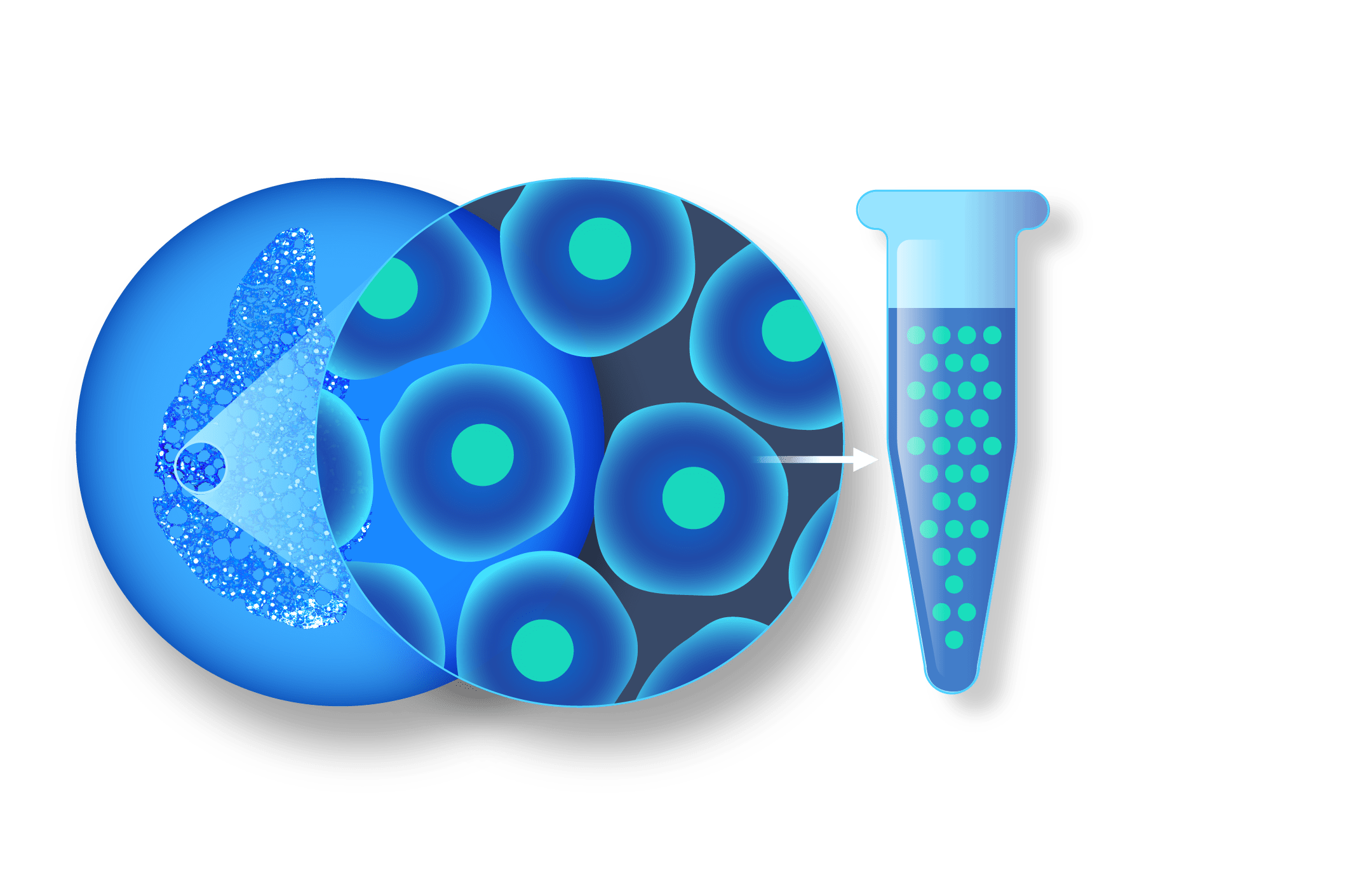 GAN細胞13 10x_KEY-IMAGE_Nuclei-Isolation