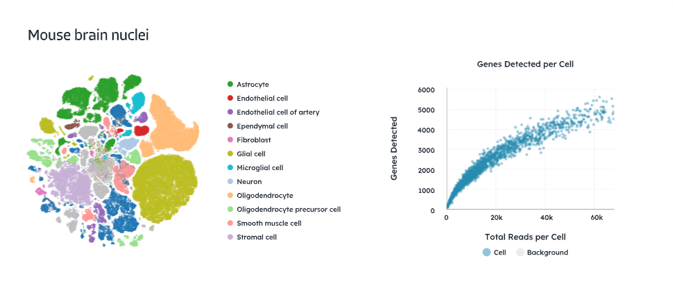Mouse brain nuclei single cell data