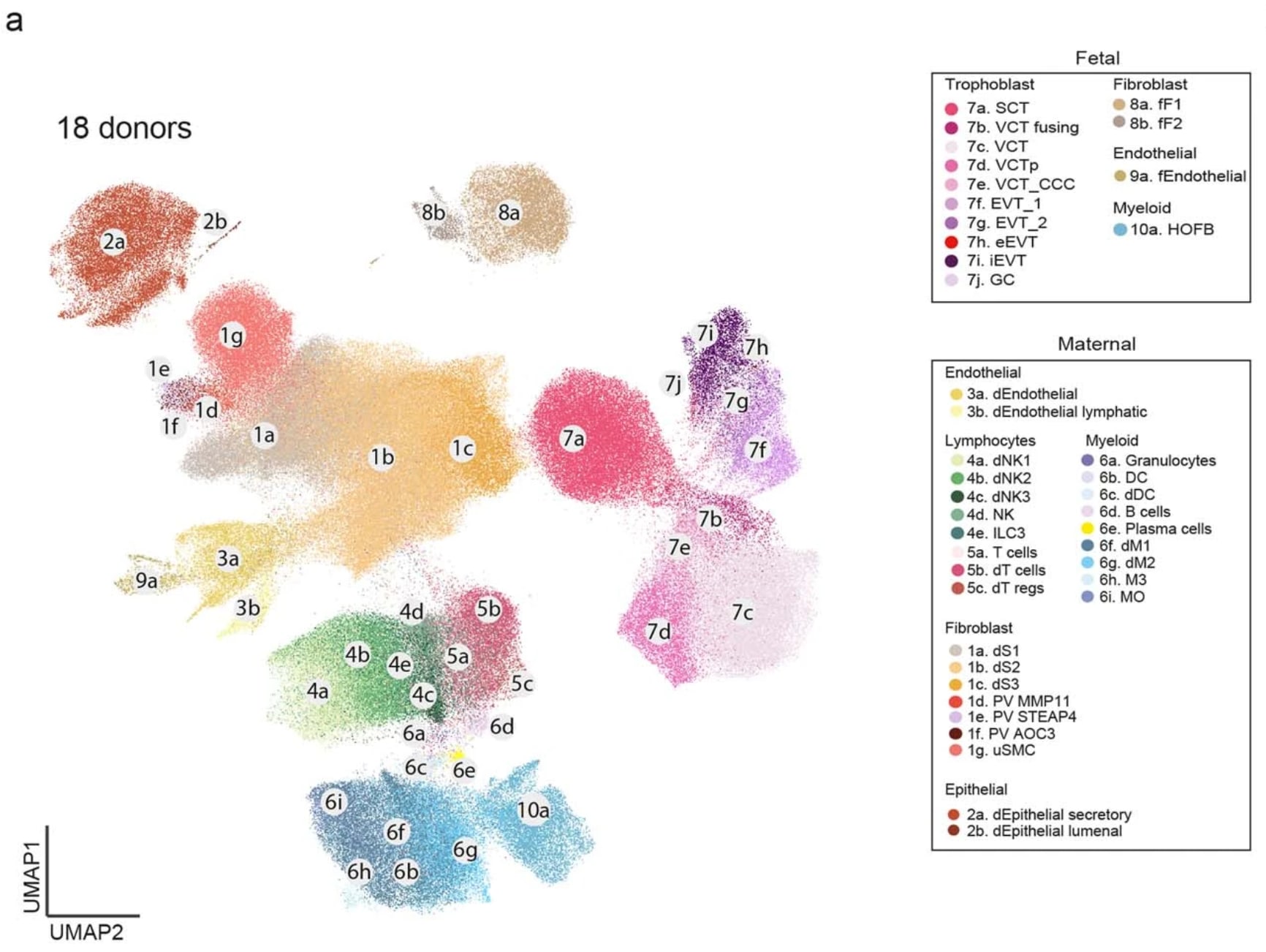 Extended data Figure 11a from Arutyunyan et al. UMAP (uniform manifold approximation and projection) scatterplot of single cell RNA sequencing (scRNA-seq) and single nuclei RNA sequencing (snRNA-seq) data of the 18 donors described in Extended Data Fig. 1c of the maternal–fetal interface (n = 325,665 cells and nuclei) coloured by cell state. Credit: Arutyunyan A, et al. Spatial multiomics map of trophoblast development in early pregnancy. Nature 616: 143–151 (2023). doi: 10.1038/s41586-023-05869-0. (CC BY 4.0).