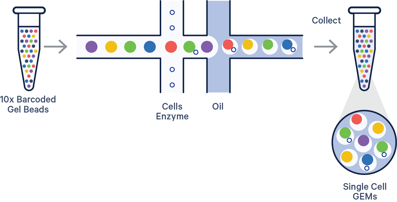 Figure 1. A schematic overview of GEM generation and barcoding with the GEM-X chip workflow. GEMs are generated by combining barcoded Gel Beads, a master mix containing cells, and partitioning oil in a GEM-X 3' or 5’ Chip. To achieve single cell resolution, cells are delivered at a limiting dilution, such that the majority (~90–99%) of generated GEMs contain no cell, while the remainder largely contain a single cell.