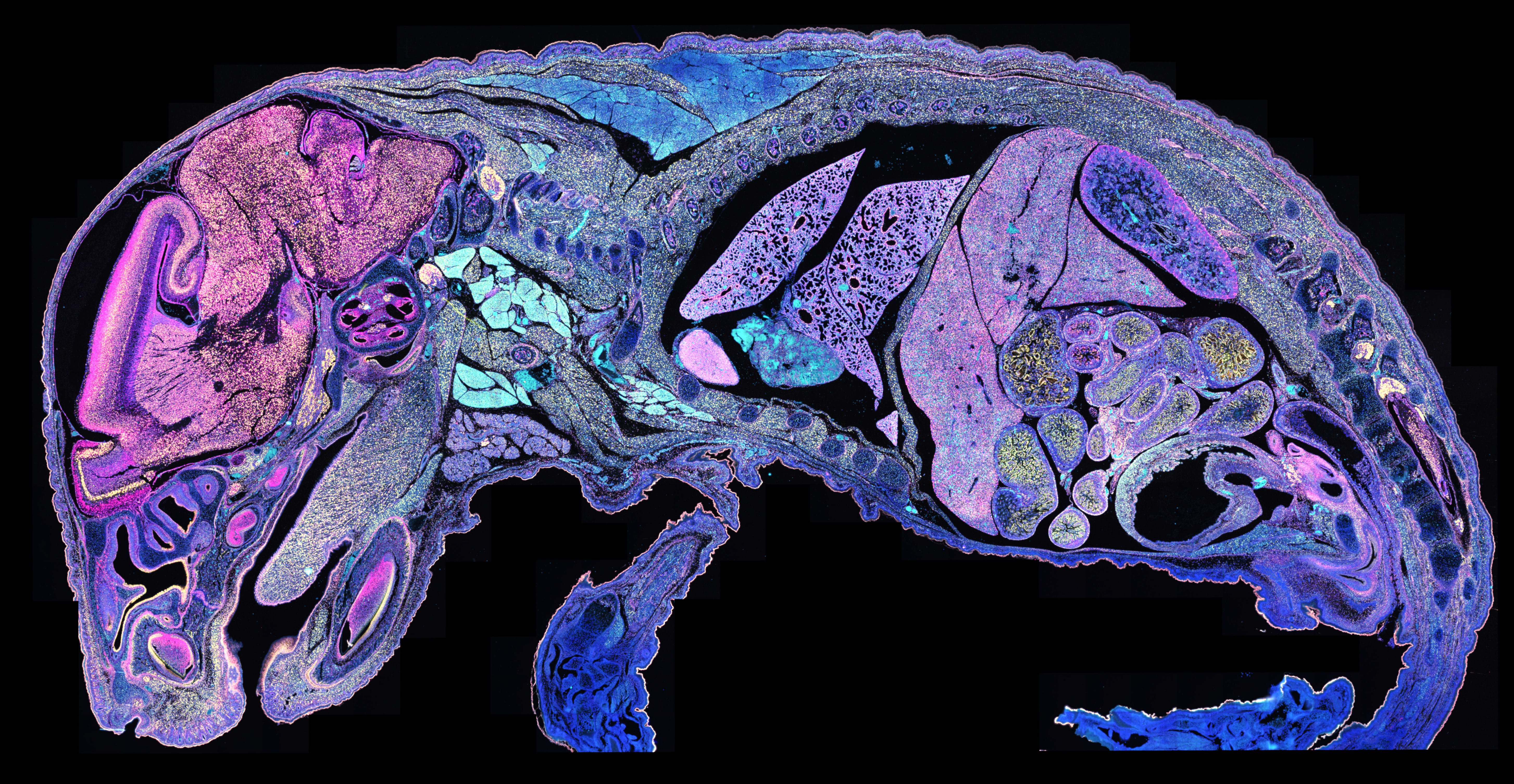 Figure 2. FFPE section of whole mouse pup analyzed on Xenium with the Mouse Tissue Atlassing Panel.