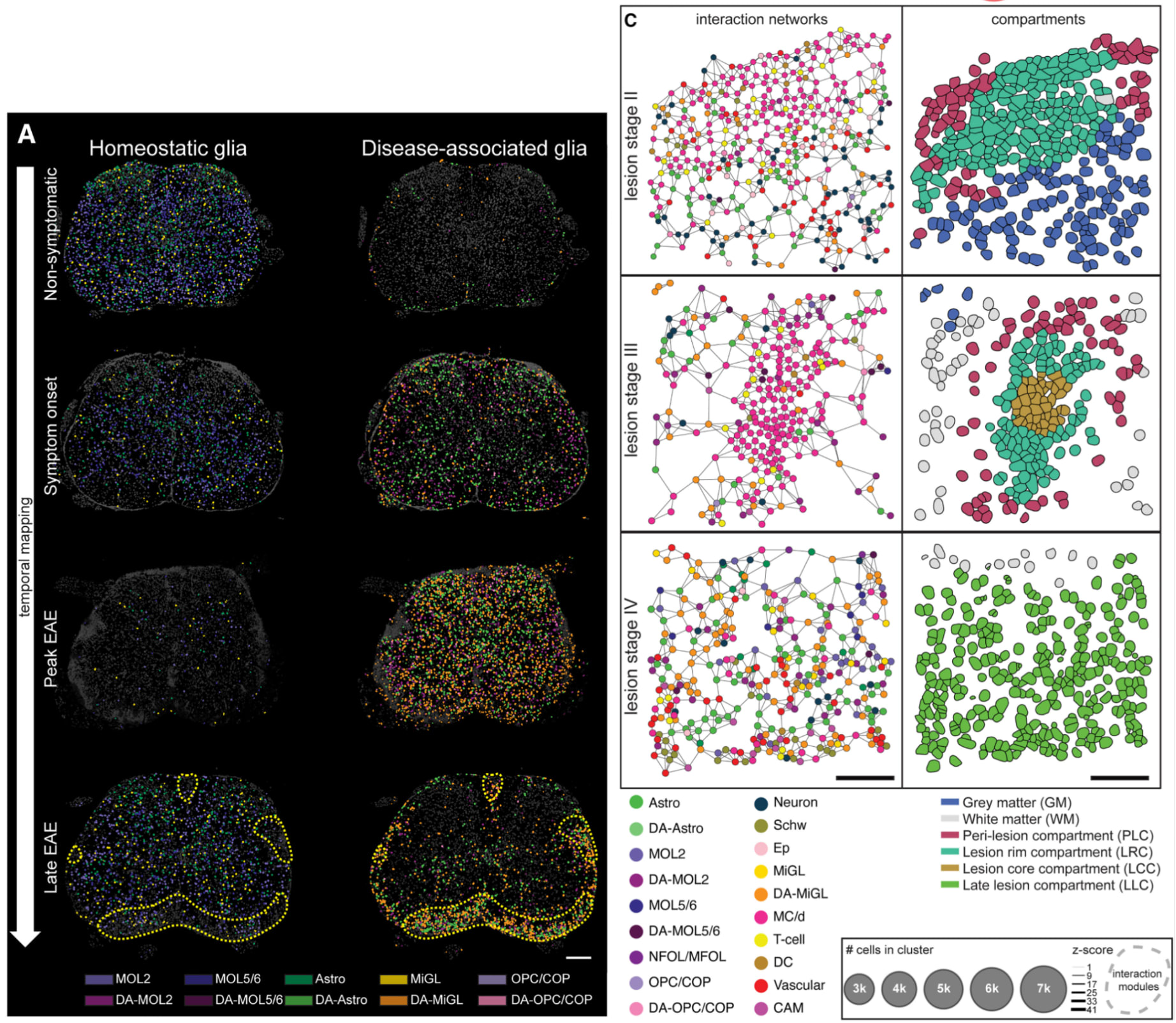 Figure 7. Xenium analysis of multiple sclerosis lesions in spinal cord. A. Spatial distribution of various healthy and disease-associated (DA) glia across the spinal cord. B. Cell–cell interaction networks for each cell in multiple sclerosis lesion “compartments” in the spinal cord. Image adapted from Figure 4A and Figure 5C of Kukanja et al. 2024. (CC BY 4.0).