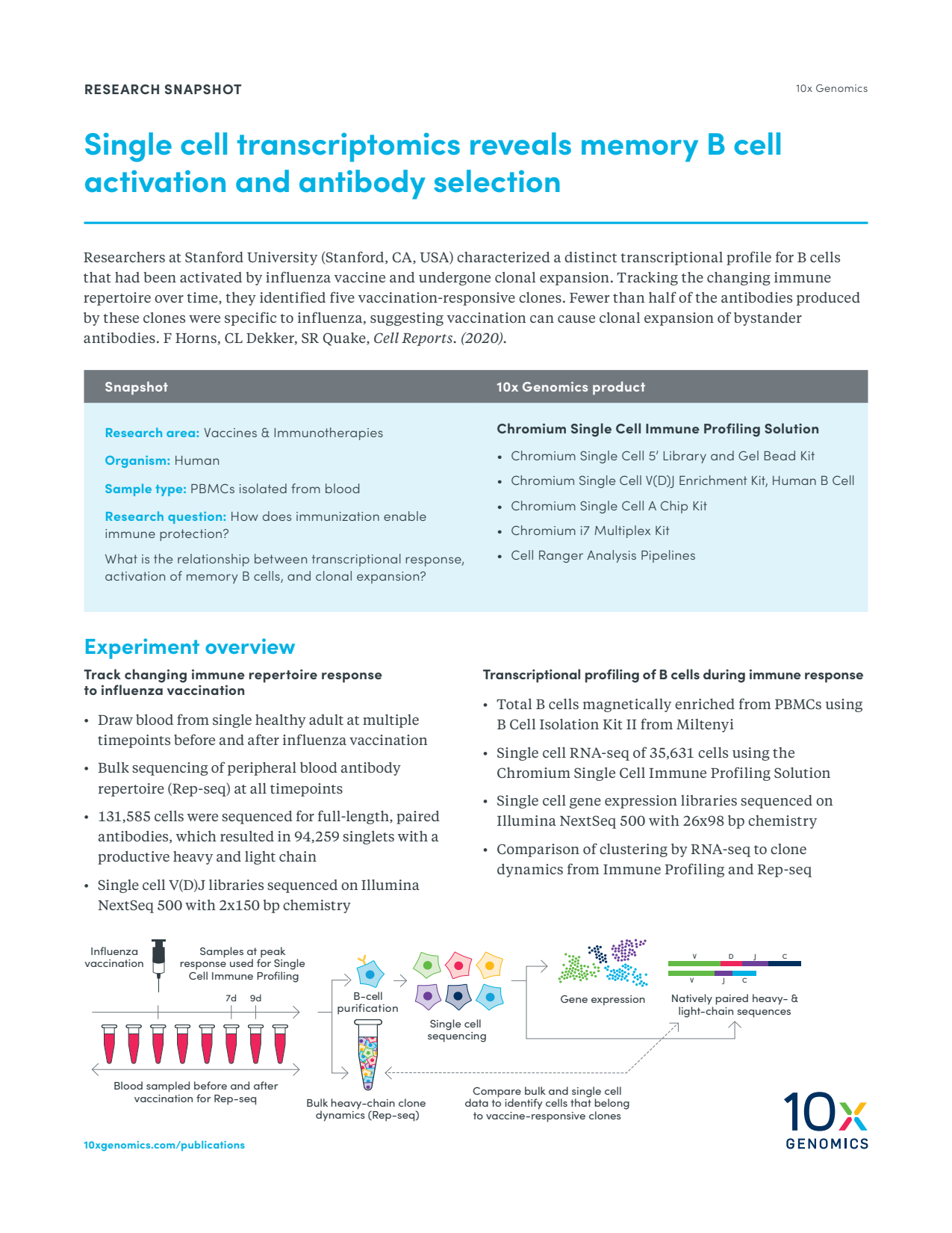 Single cell transcriptomics reveals memory B cell activation and antibody selection