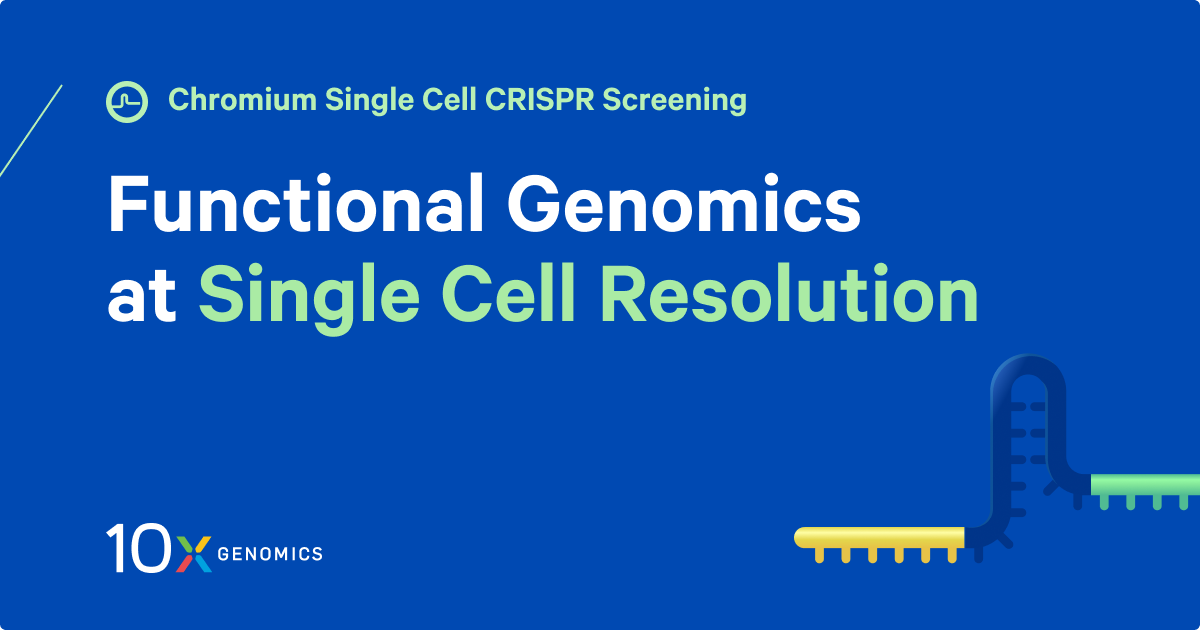 Single Cell Crispr Screening 10x Genomics