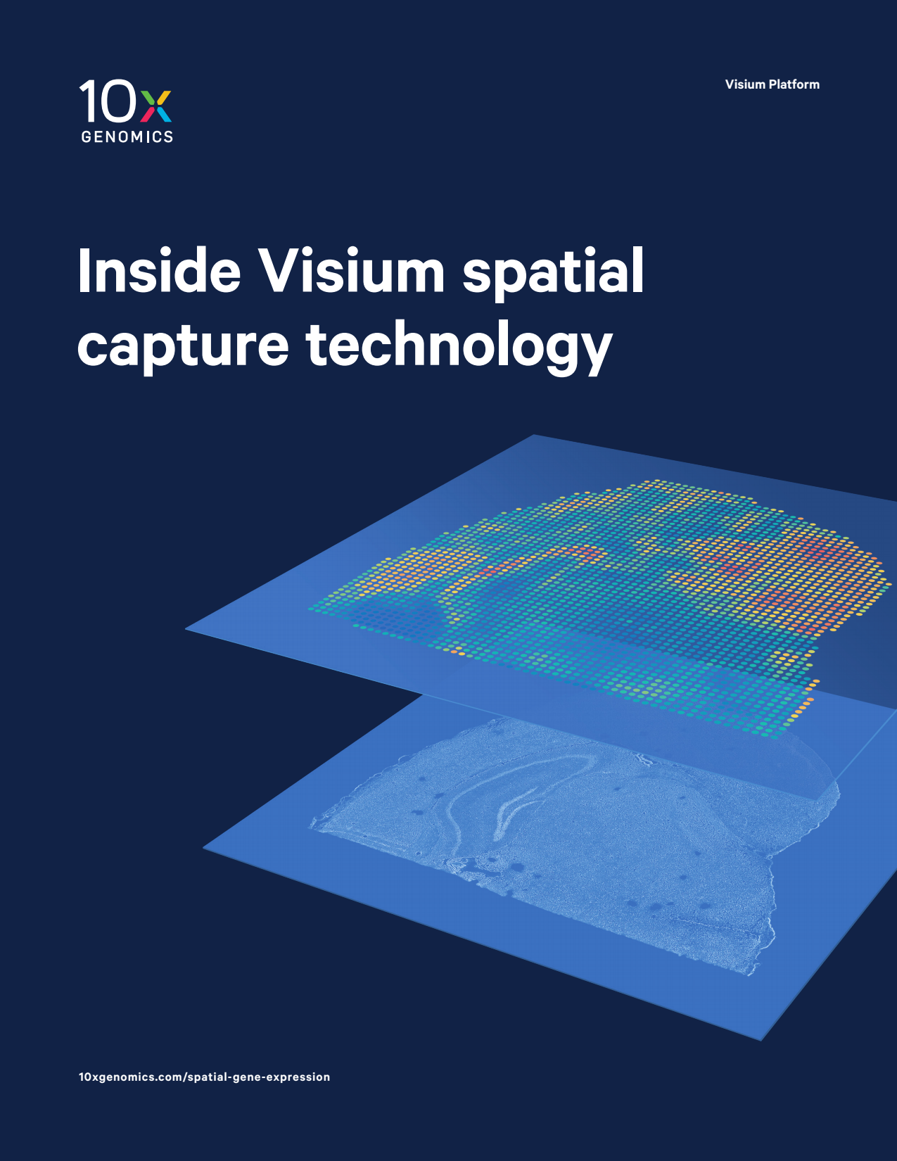 Inside Visium Spatial Technology