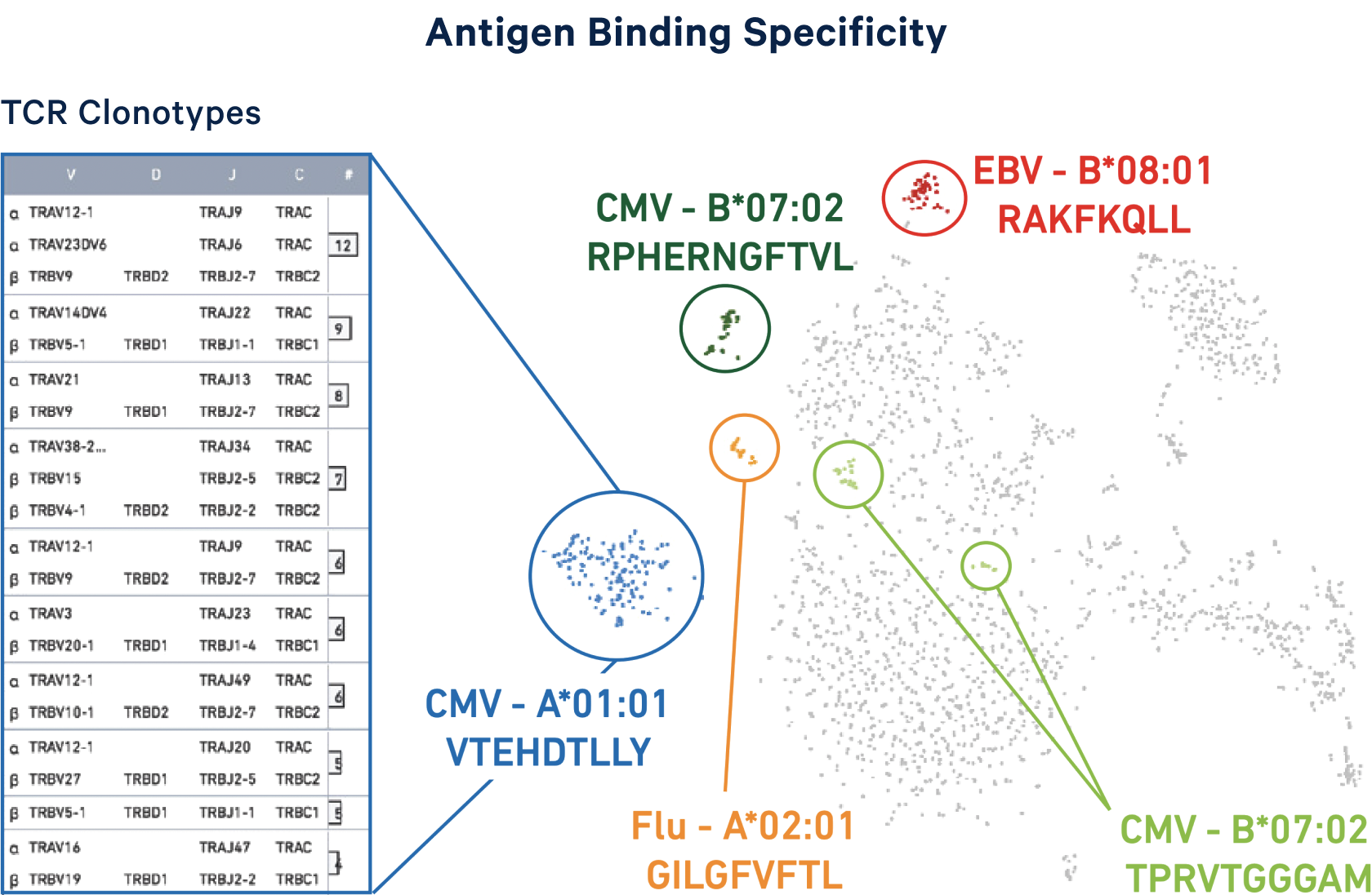 Single Cell Immune Profiling Official 10x Genomics Support