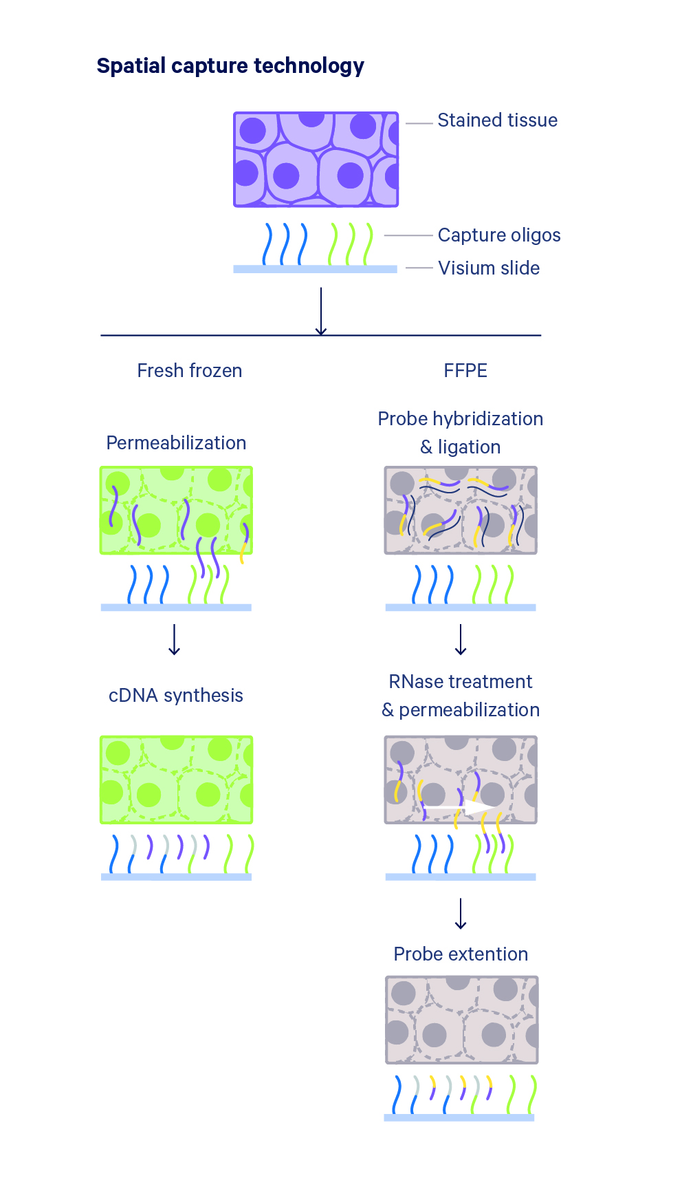 Illustration of the Visium spatial capture process with separate columns for FFPE and fresh frozen tissue types