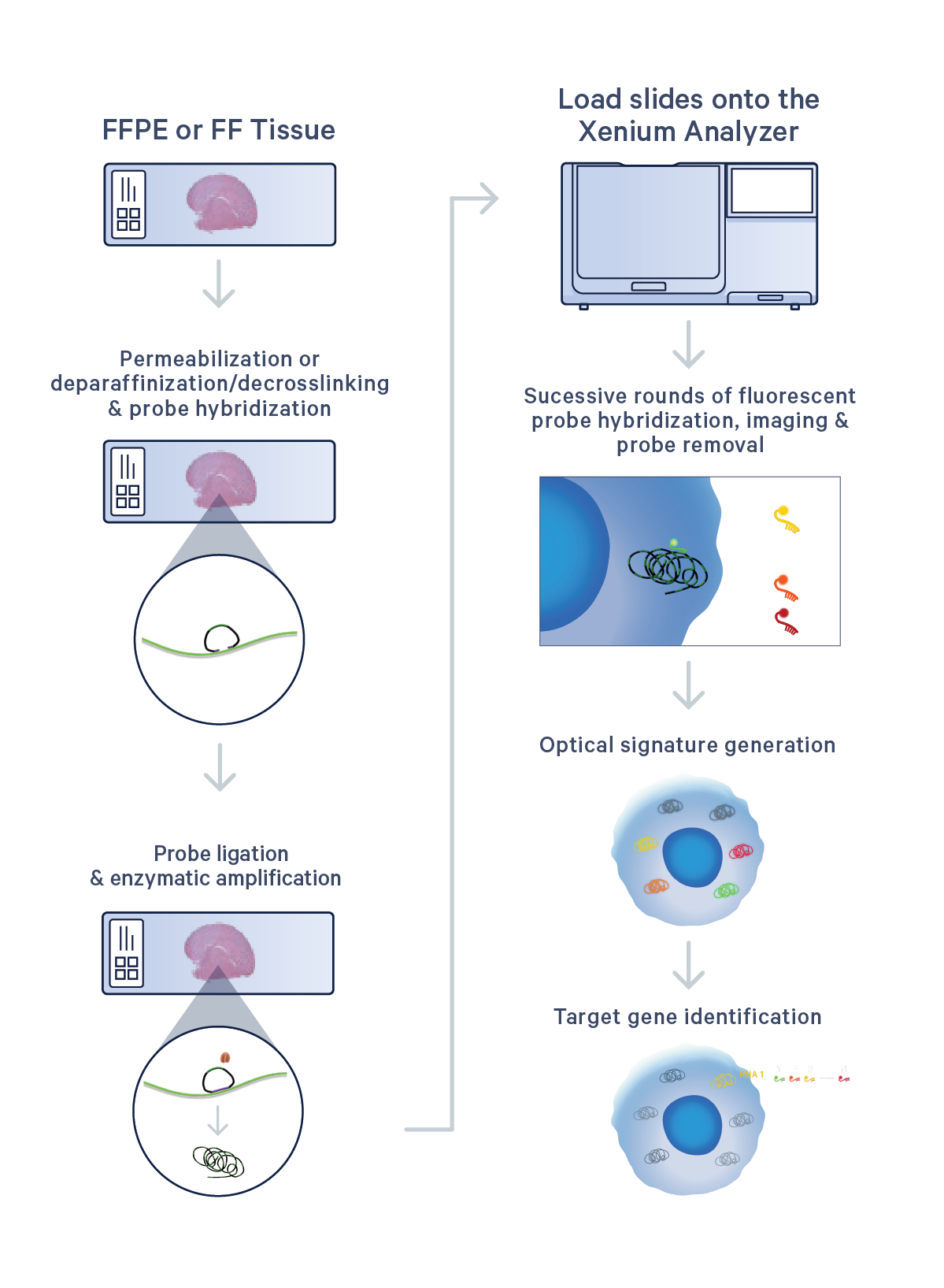 Illustration of Xenium tissue slides and analysis using the Xenium Analyzer