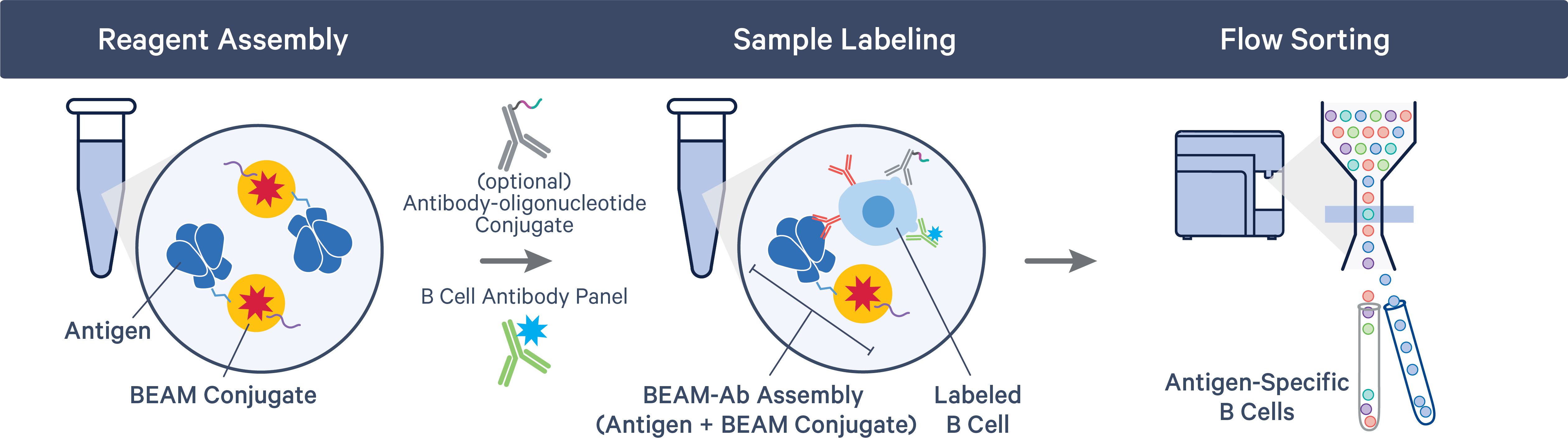 What is Antigen Capture? - Official 10x Genomics Support