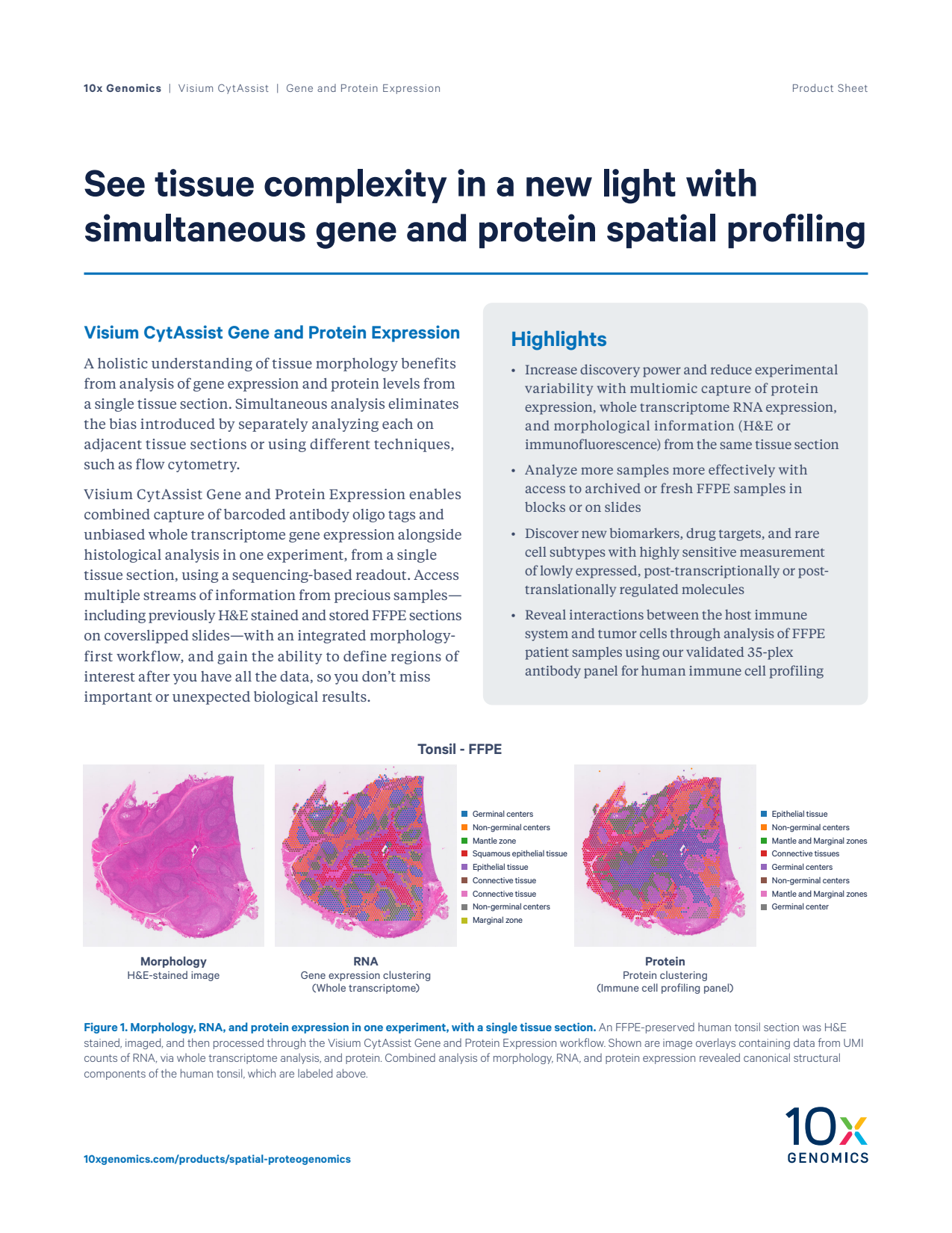 See tissue complexity in a new light with simultaneous gene and protein spatial profiling