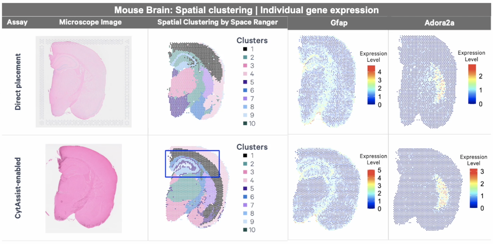 A comparison of direct placement and CytAssist-enabled Visium Spatial Gene Expression data in mouse brain tissue.