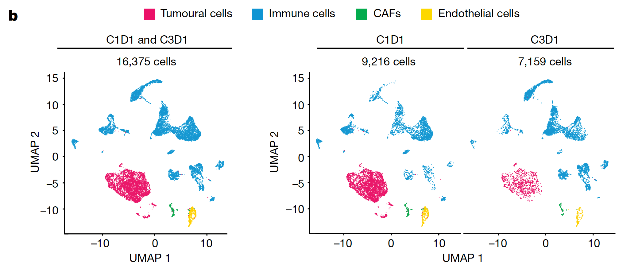 Figure 4b from Cassier et al. showing a UMAP plot of 16,375 cells from two lung metastasis biopsies (left). The pre-treatment sample contains 9,216 cells (C1D1, middle), and the post-treatment sample contains 7,159 cells (C3D1, right), colored by four major cell types. Note the reduction in tumor cells after treatment. Credit: Cassier P, et al. Nature 620: 409–416 (2023). doi: 10.1038/s41586-023-06367-z (CC BY 4.0). 