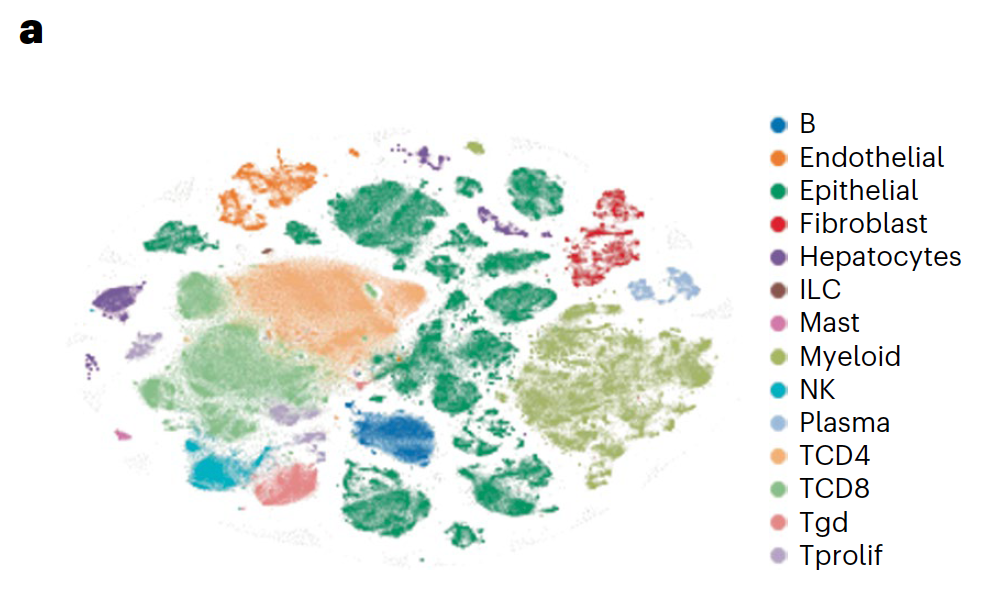 Figure 3a from Tian et al. showcases t-distributed stochastic neighbor embedding plot of 419,551 single cells taken from patient tumor biopsies, color coded by cell type (ILC, innate lymphoid cell; NK, natural killer cell; Tgd, gamma-delta T cell; Tprolif, proliferating T cell). Credit: Tian J, et al. Nat Med 29:458–466 (2023). doi: 10.1038/s41591-022-02181-8 (CC BY 4.0).