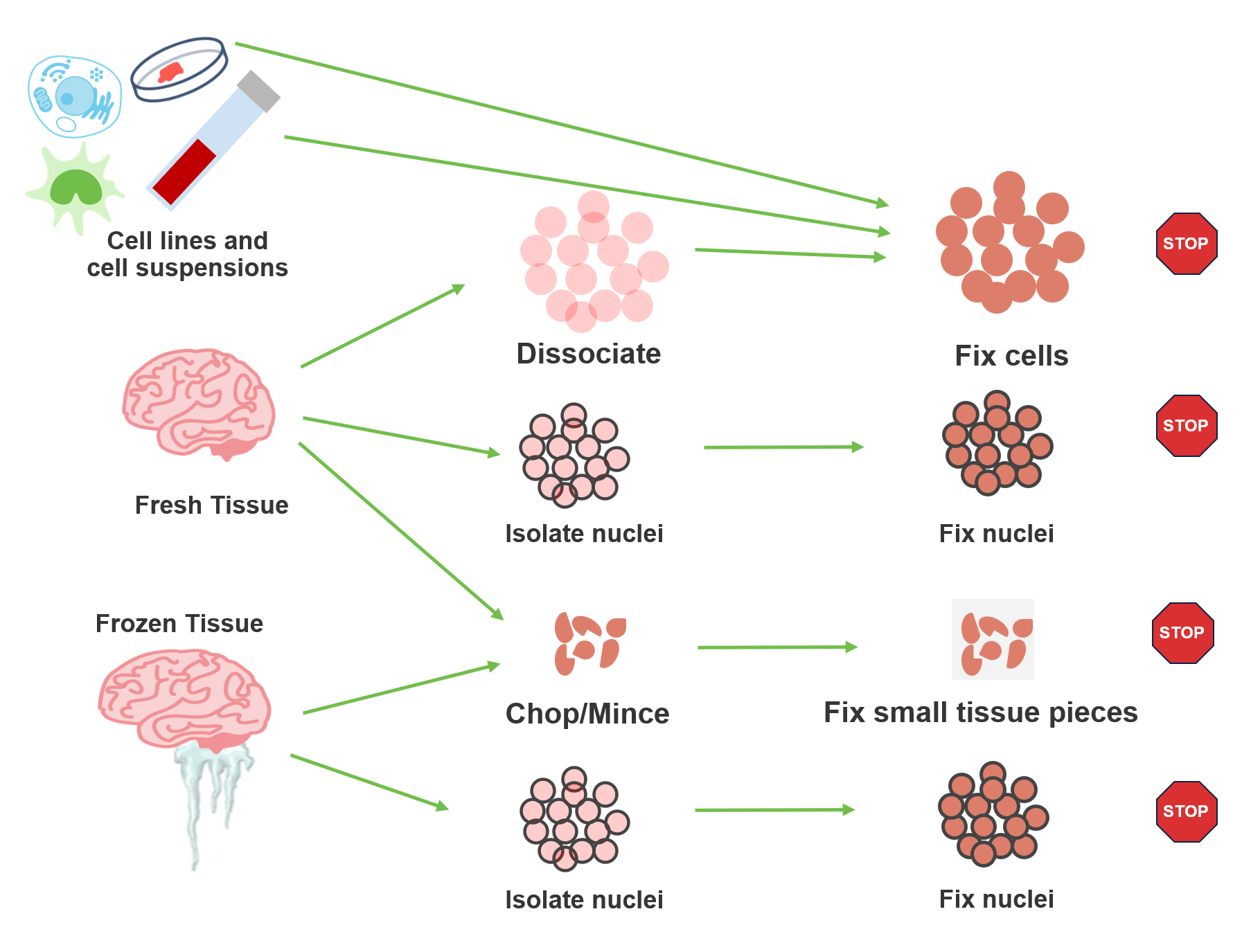 Illustration of sample preparation pathways for Chromium Single Cell Gene Expression Flex, when starting with cell lines, cell suspensions, fresh tissue, or frozen tissue.