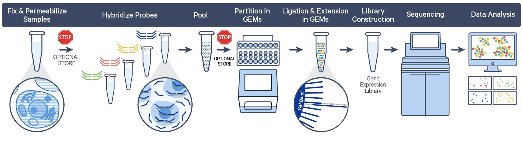Illustration of the overall workflow for Gene Expression Flex, highlighting optional stopping points after sample fixation and after probe hybridization.