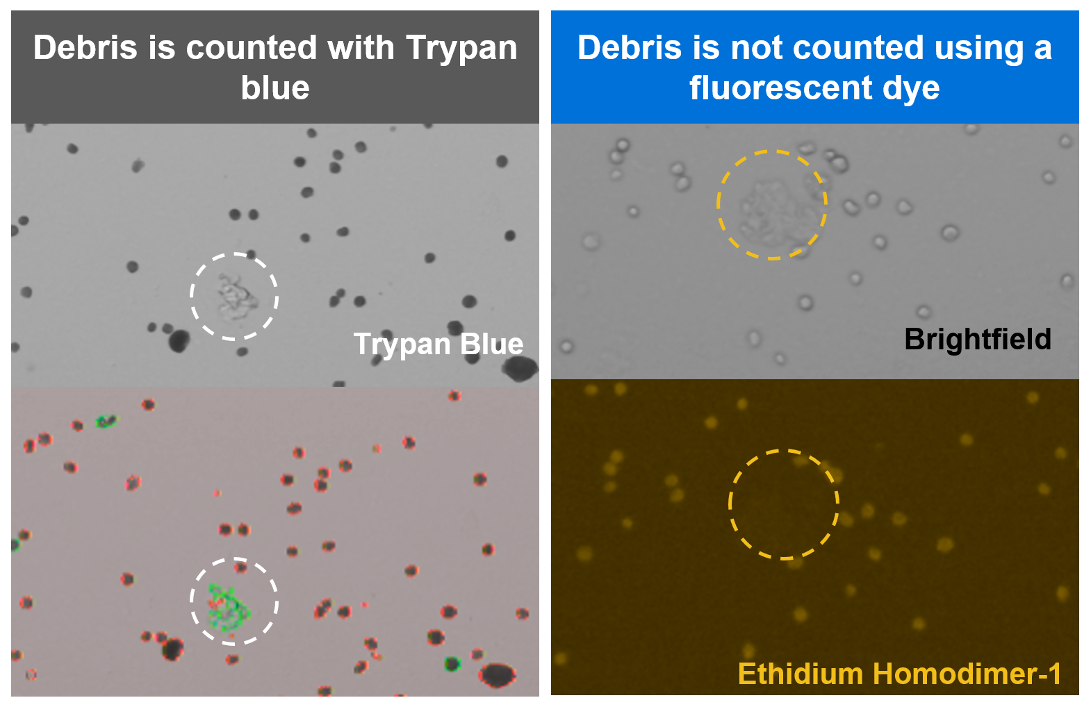 Examples of cell counting for fixed samples using Trypan blue and fluorescent dye.