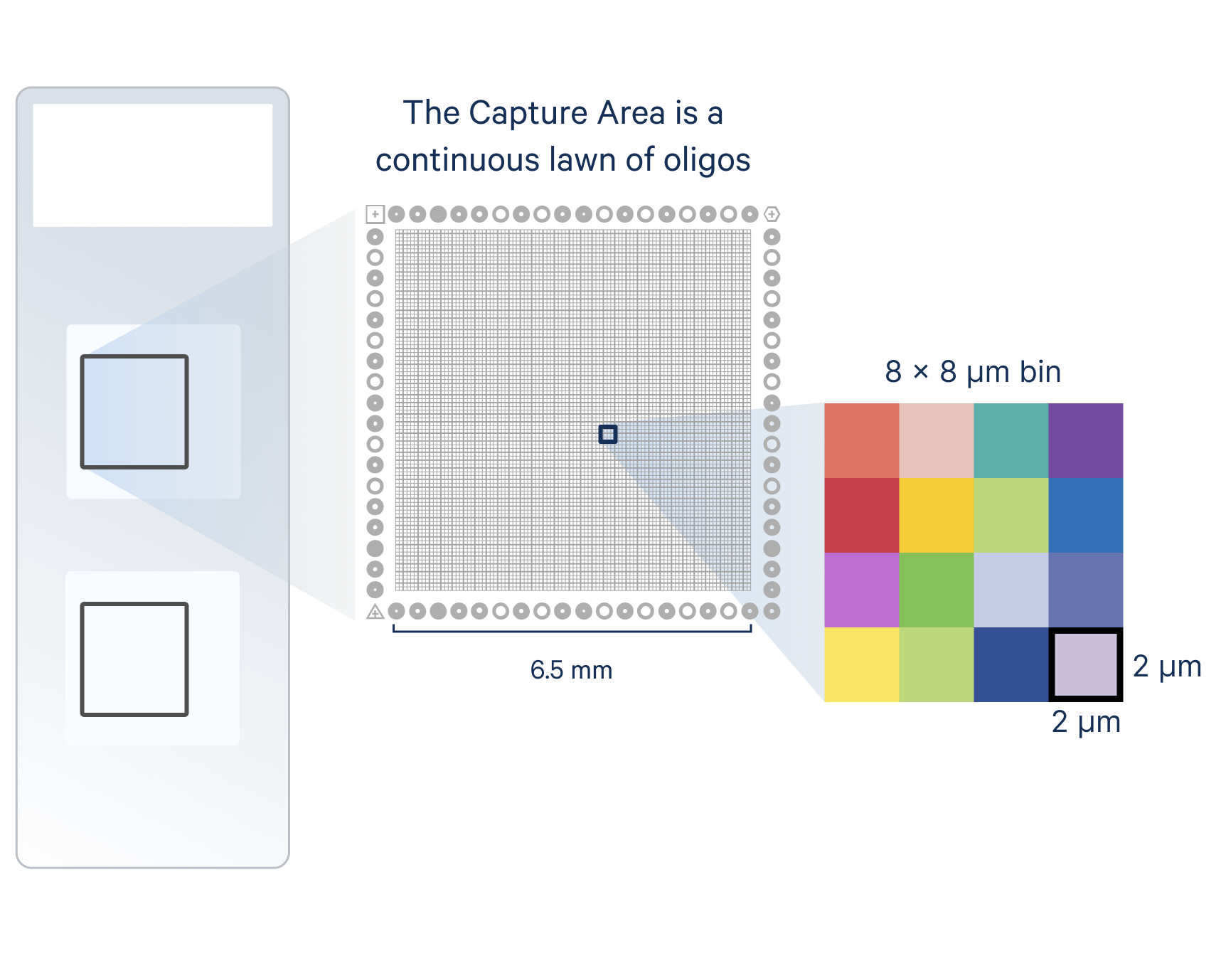 Figure 1A. Visium HD Capture Area architecture. A schematic showing the layout of a Visium HD slide, with two 6.5 x 6.5 mm Visium HD Capture Areas comprised of a continuous capture oligonucleotide “lawn” subdivided into 2 x 2 µm squares.