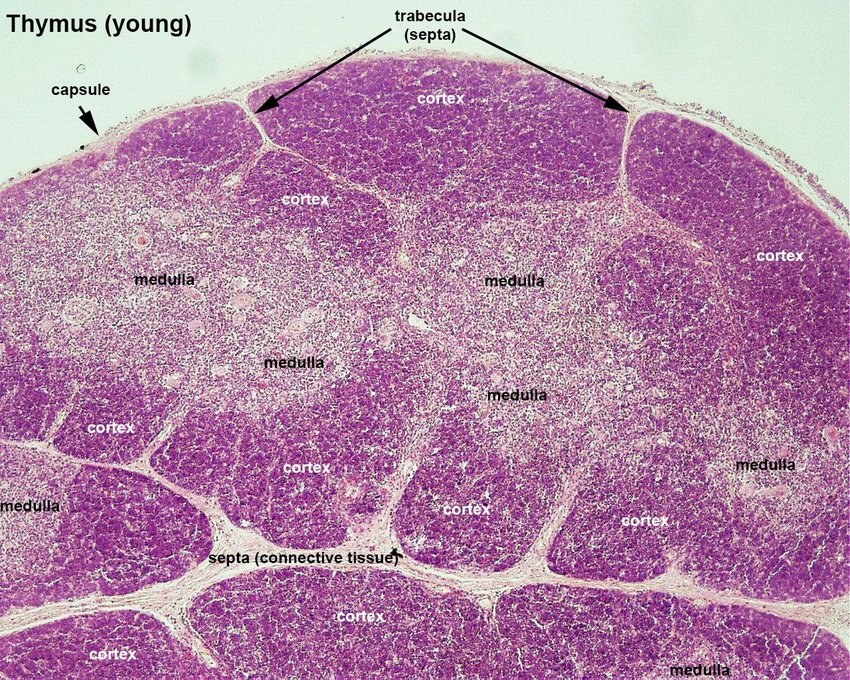 Histology of the thymus. The structure of thymus in young humans shows differentiation into lightly staining medulla and more densely packed darker cortex. The thymus is divided into larger lobules with septa consisting of connective tissue and wrapped in a connective tissue capsule. Originally published by Hill et al. (Hill 2019). Credit: Klocperk A. Adaptive immune system in patients with primary immunodeficiencies. (2019). doi: 10.13140/RG.2.2.22888.42246.