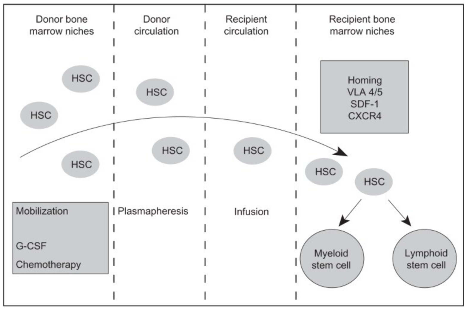 Figure 1 from Hatzimichael & Tuthill (2022) overviews the mobilization of hematopoietic stem cells (HSCs) from the bone marrow to the blood and the subsequent homing of HSCs to the bone marrow in the recipient after infusion, including key molecules involved in the process; vLA-4/5, very late activation antigen; SDF-1, stromal cell-derived factor-1; G-CSF, granulocyte colony-stimulating factor.