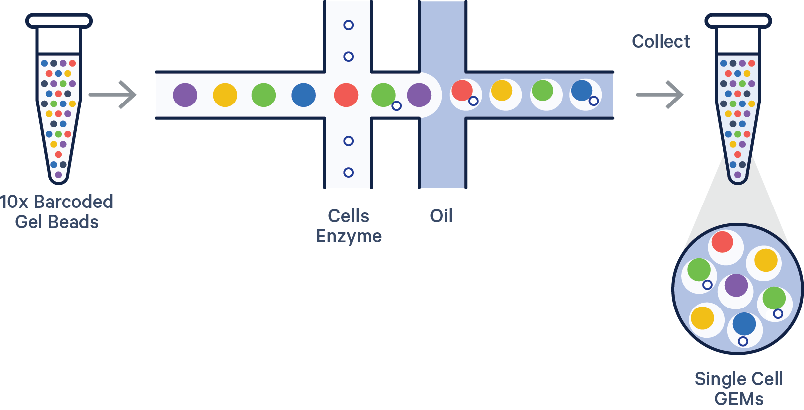 Figure 1. A schematic overview of GEM generation and barcoding with the GEM-X chip workflow. GEMs are generated by combining barcoded Gel Beads, a master mix containing cells, and partitioning oil in a GEM-X 3' or 5’ Chip. To achieve single cell resolution, cells are delivered at a limiting dilution, such that the majority (~90–99%) of generated GEMs contain no cell, while the remainder largely contain a single cell.