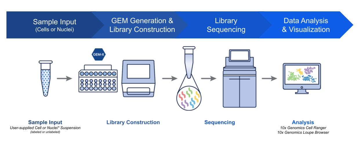 Figure 5. Schematic overview of the GEM-X technology workflow. A typical workflow starts with user-supplied cells or nuclei that are combined with our GEM-X reagents and consumables, enabling partitioning, cell lysis, and barcoding of cellular information. These barcoded transcripts are then amplified and converted into libraries compatible with Illumina or other short-read sequencing platforms. After sequencing, the results are analyzed using the Cell Ranger pipeline and visualized using Loupe Browser.