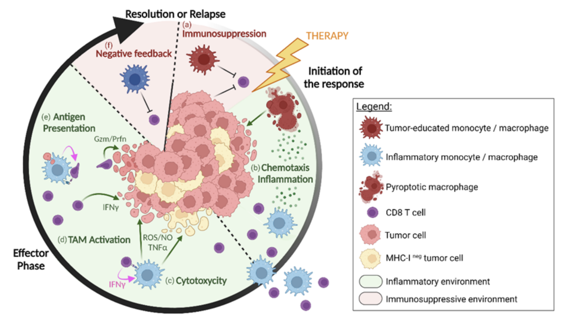 Diagram showing the different levels of cooperation between monocytes/macrophages and CD8+ T cells in regressing tumors after immunotherapy. In progressing tumors, tumor-educated macrophages contribute to inhibiting CD8+ T-cell activities (a). Upon immunotherapy, macrophages release inflammatory cytokines and chemokines (b), concomitant with macrophage pyroptosis. It attracts and guides new myeloid cells and CD8+ T cells to infiltrate the inflamed tumor. Monocytes/macrophages can also kill tumor cells (c) following activation by IFN-γ-producing CD8+ T cells (d), and some subsets might locally reactivate the CD8+ T cells through antigen cross-presentation (e), increasing the probability of tumor cell killing. As the tumor regresses, a natural negative feedback loop (f) that goes along with the activation of effector cells, progressively terminates the immune response. Credit: Vermare A, et al. Dynamic CD8+ T cell cooperation with macrophages and monocytes for successful cancer immunotherapy. Cancers 14: 3546 (2022). https://doi.org/10.3390/cancers14143546. (CC BY 4.0).