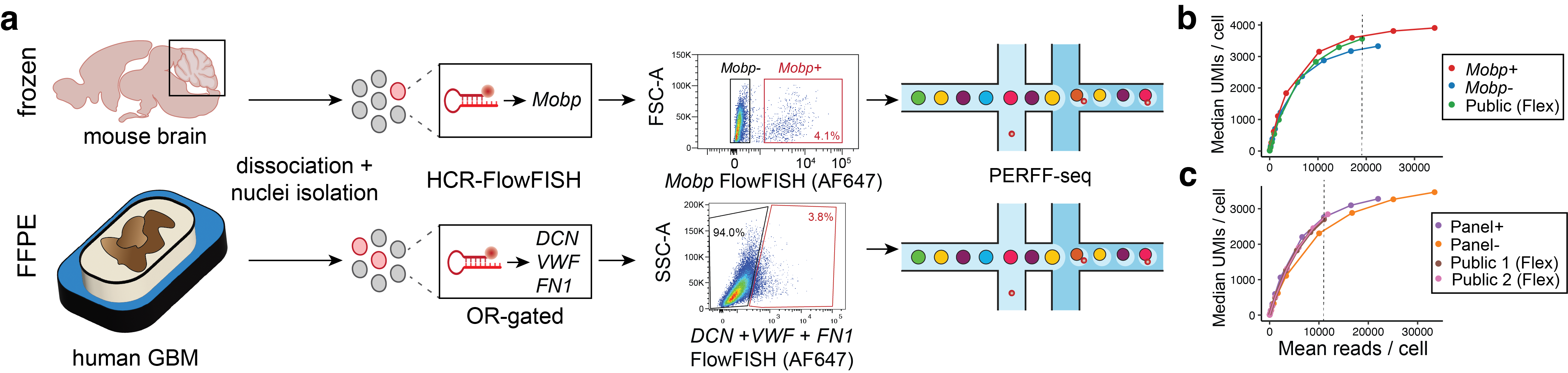 Figure 3. PERFF-seq demonstrates compatibility with sorting nuclei populations. The top portion of panel A shows the HCR-FlowFISH staining and sorting strategy for the rare oligodendrocyte population sorted based on the Mobp marker. Panel B shows downsampling analysis for library saturation and UMI benchmarking for the mouse brain nuclei. Image credit: Abay et al. bioRxiv. (2024). (Included with permission of Dr. Caleb Lareau).