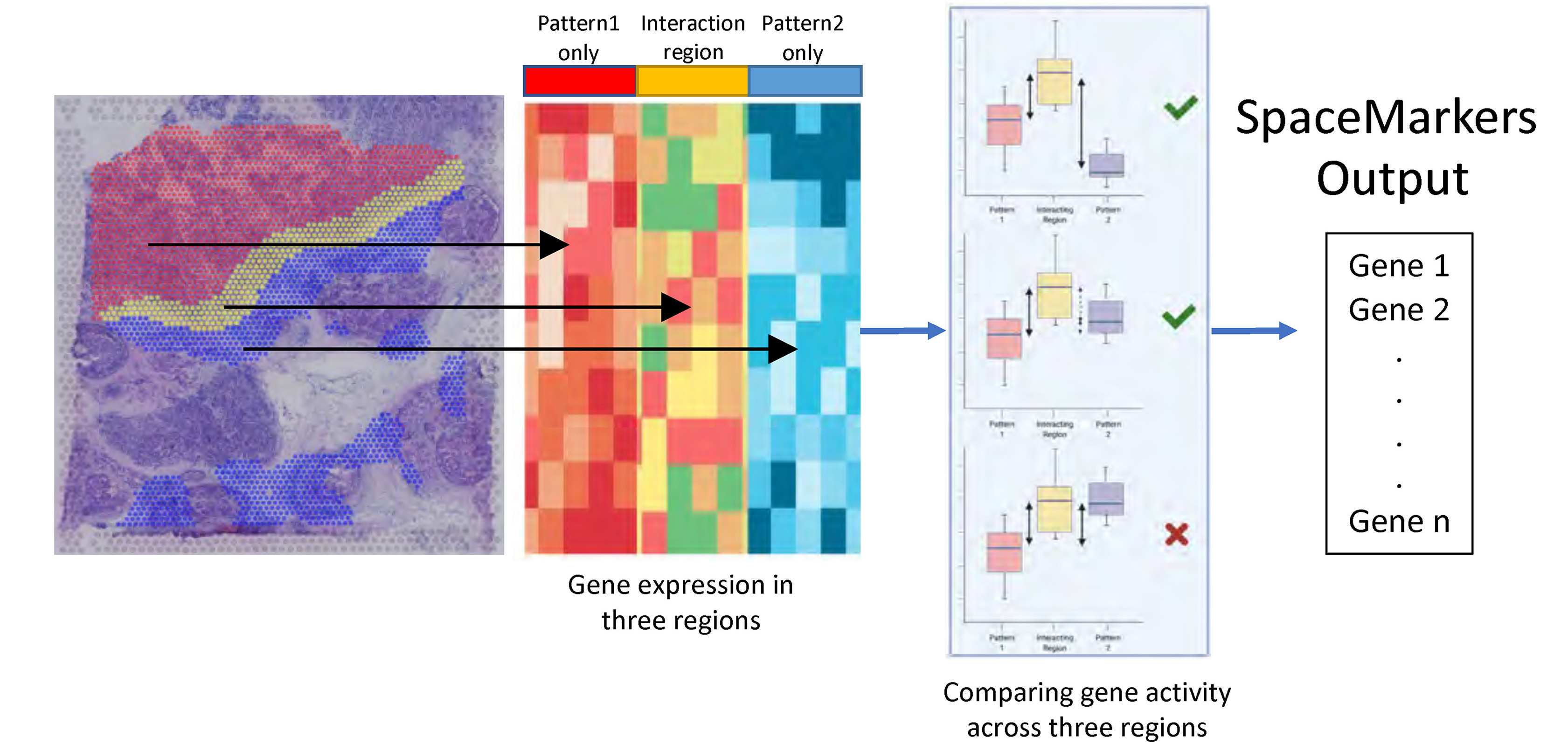 Figure 1. SpaceMarkers identifies genes associated with cell–cell interactions using spatially overlapping patterns. The output is a list of genes associated with the pattern interaction. CREDIT: Modified from Deshpande et al. (2) (Open Archive).