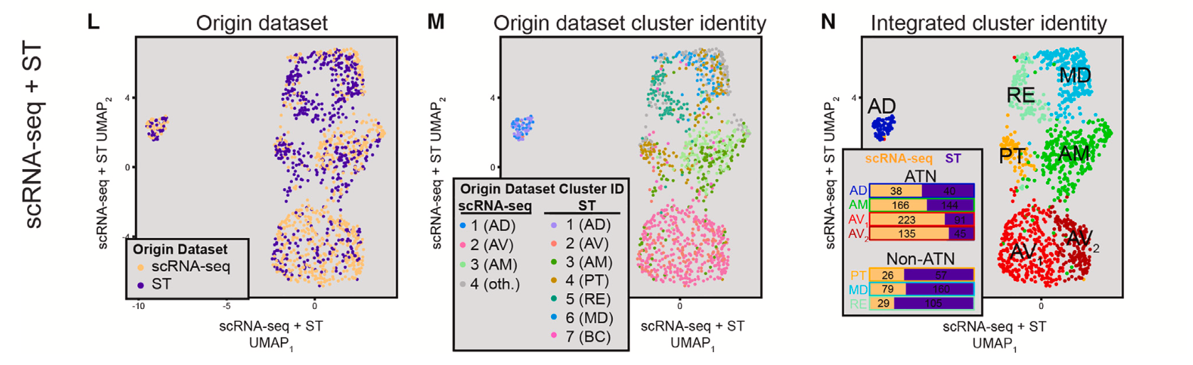 Figure 4. UMAP visualizations for integrated single cell RNA-sequencing and spatial transcriptomics data. (L) UMAP and cluster identity for the integrated scRNA-seq and ST datasets. (M) As in (L) but coloring points according to cluster identity from the original (unintegrated) dataset. (N) As in (L) but coloring points according to cluster identity obtained from the integrated analysis, overlaid with spatial locations derived from ST dataset. Inset provides the number of scRNA-seq cells (gold) and ST spots (purple) composing each of the integrated clusters. Image adapted from Figure 2 from Kapustina et al. 2024. (CC BY 4.0).