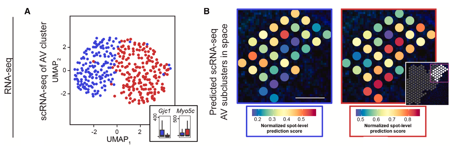 Figure 5. Spatially graded multimodal heterogeneity within the AV. (A) UMAP and subclusters for the scRNA-seq AV cluster. (B) Visium ST-based spatial location predictions of scRNA-seq AV subclusters from (A). Inset at right illustrates location of highlighted AV within the broader thalamus, with white spots corresponding to AV cluster from ST. Image adapted from Figure 5 from Kapustina et al. 2024. (CC BY 4.0).