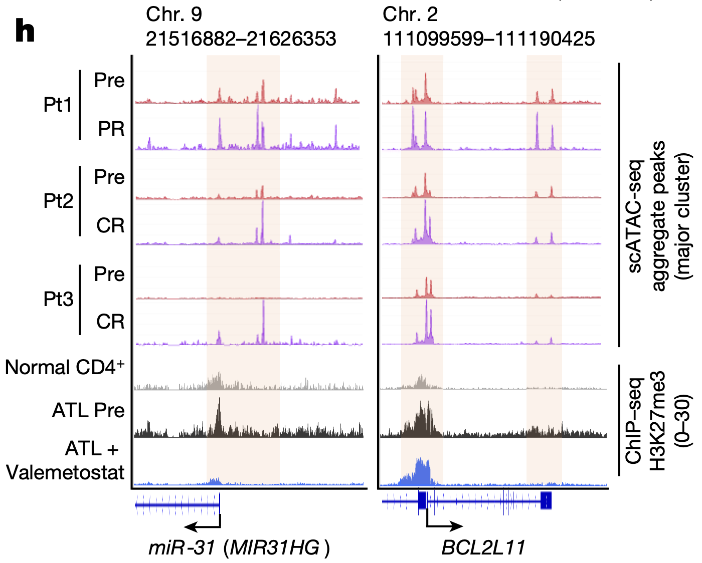 Figure 2. Aggregate scATAC tracks and H3K27me3 distribution before and after valemetostat treatment at the representative H3K27me3 target loci (miR-31 and BCL2L11) in three patients. Highlighted regions show chromatin decondensation by valemetostat. Credit: Figure 2h from Yamagishi et al. (1). CC BY 4.0. 