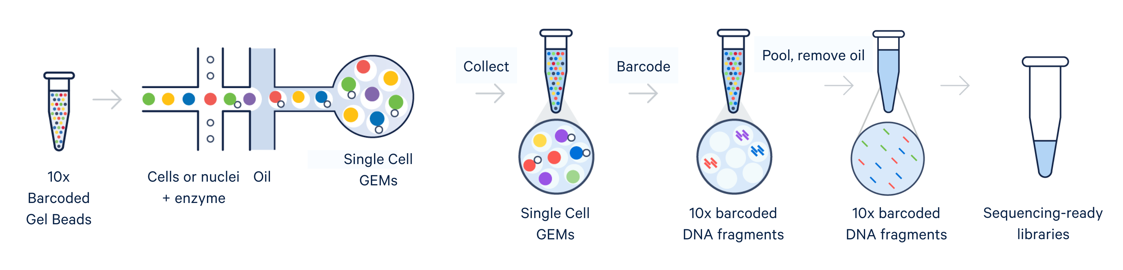 Figure 1. An illustration of cells or nuclei moving through a microfluidic channel and generating GEMs within a Chromium X series instrument, as part of the single cell experimental workflow to generate a sequencing-ready gene expression library.