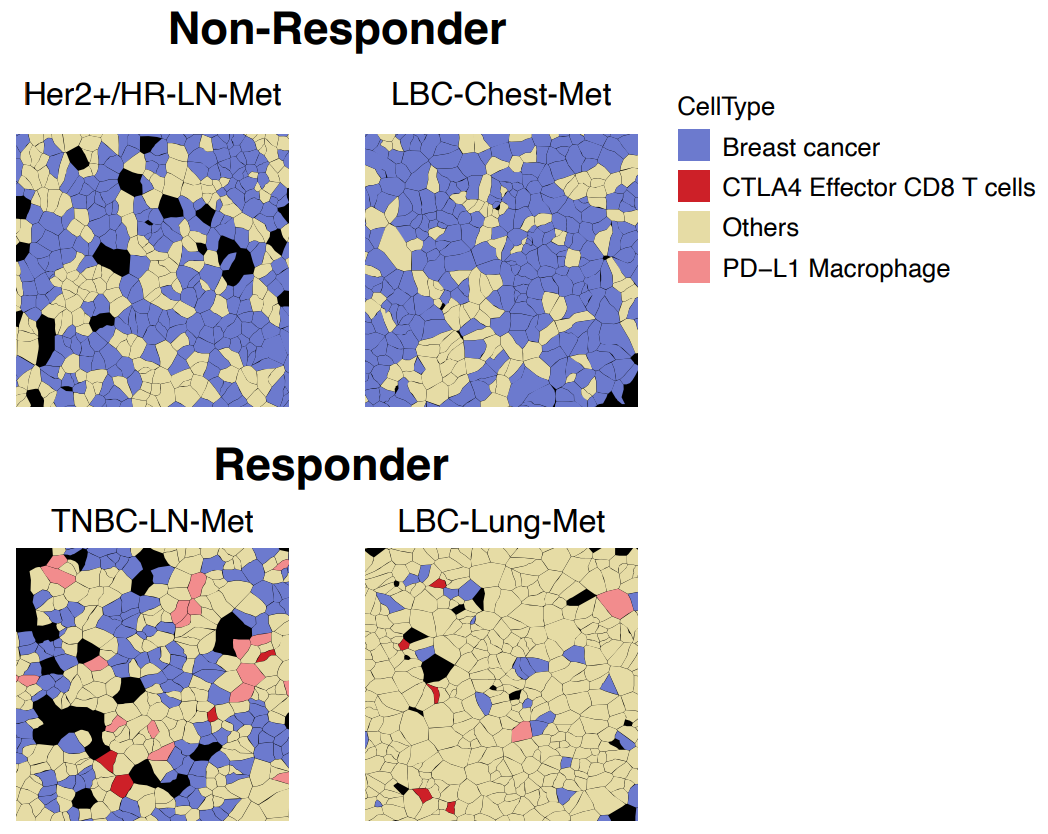 Figure 4. Cellular colocalization reveals responder-specific immune cell interactions with cancer cells. Image adapted from Figure 5C of Wang et al. 2024. (CC BY 4.0).