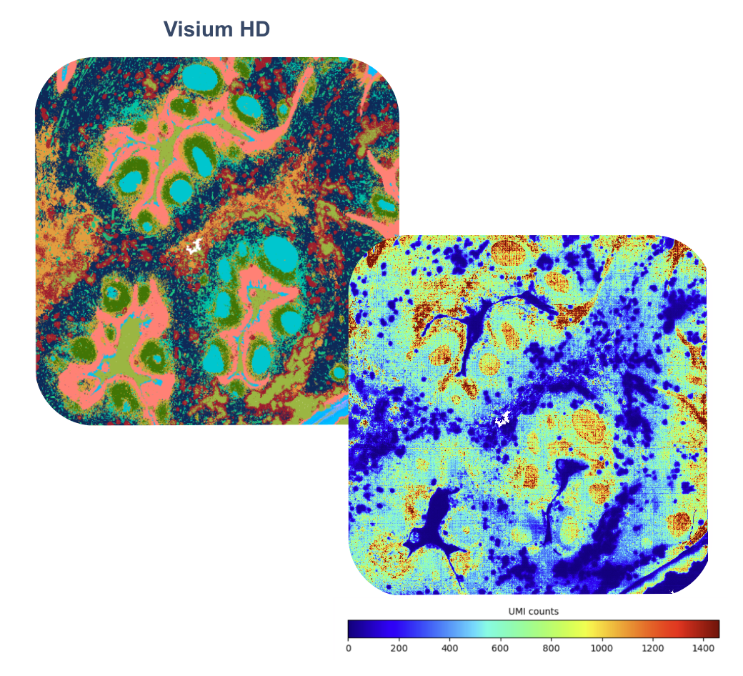 Visium Spatial Platform - 10x Genomics