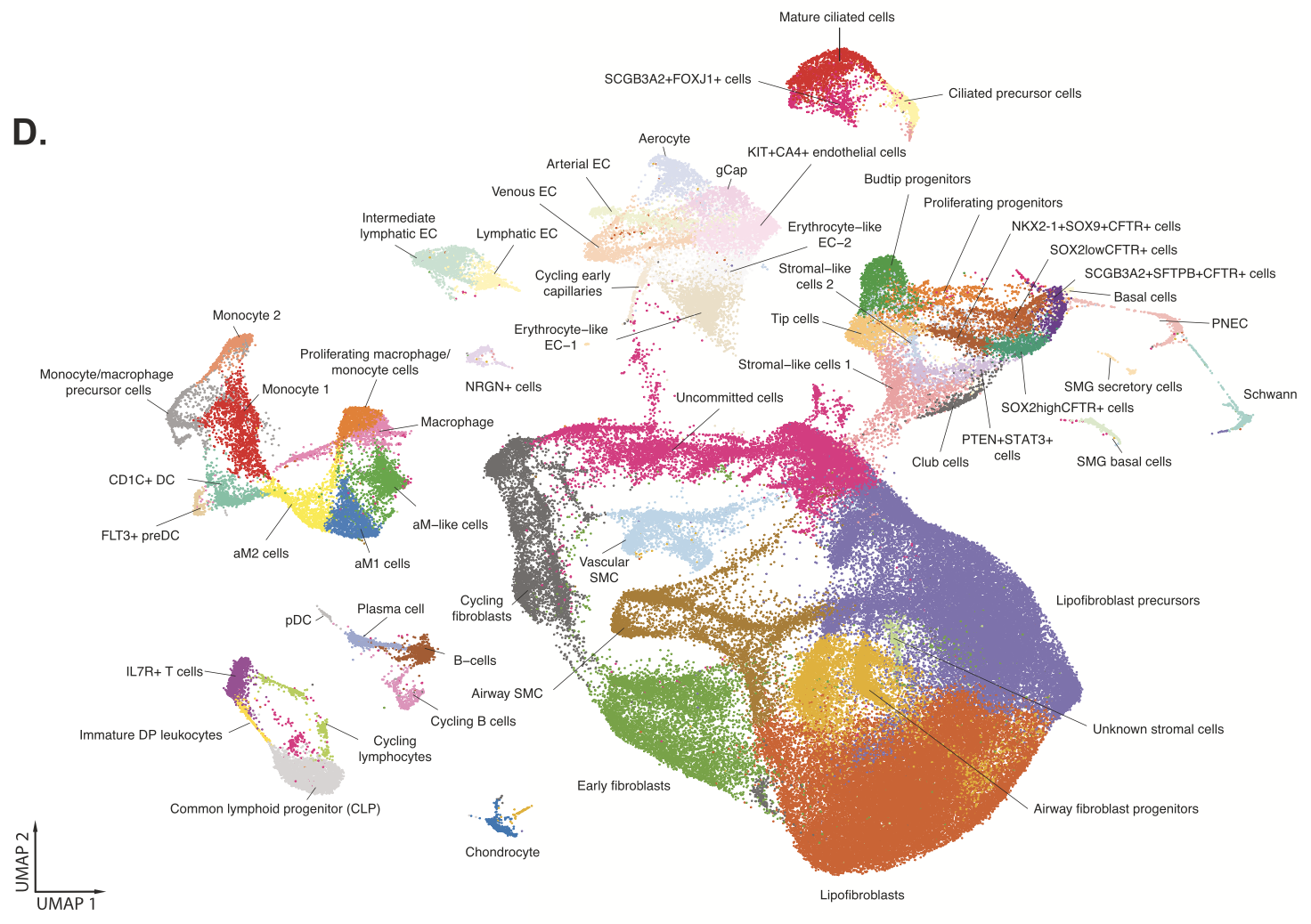 Figure 1. UMAP projection of all 58 cell types/states identified within the integrated dataset. Credit: Figure 1D from Quach H, et al. (3). CC BY 4.0.