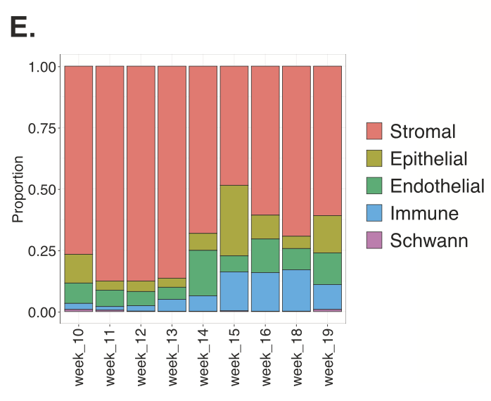 Figure 2. Proportion of the major cell types across all gestational weeks. Credit: Figure 1E from Quach H, et al. (3). CC BY 4.0.