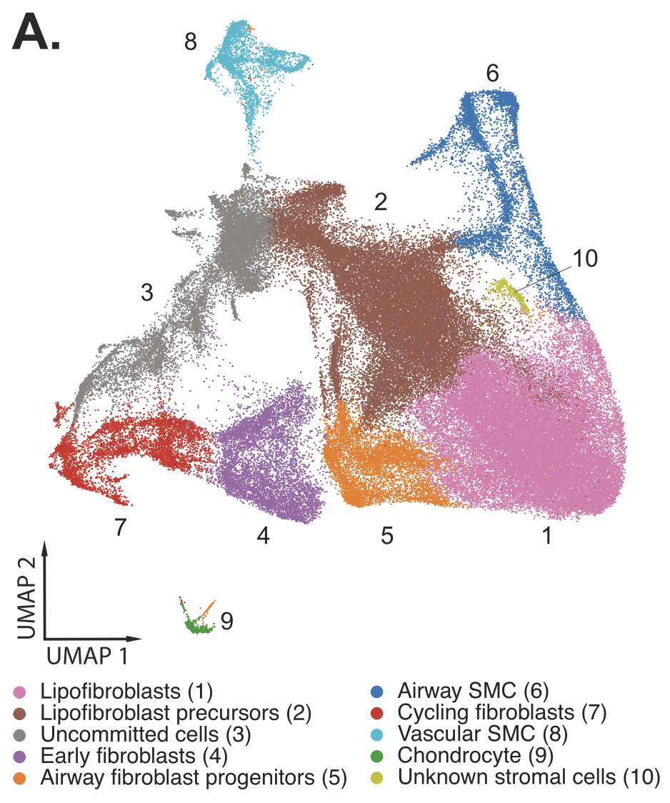 Figure 3. UMAP visualization of the 10 identified fetal stromal cell subtypes. Credit: Figure 2A from Quach H, et al. (3). CC BY 4.0.