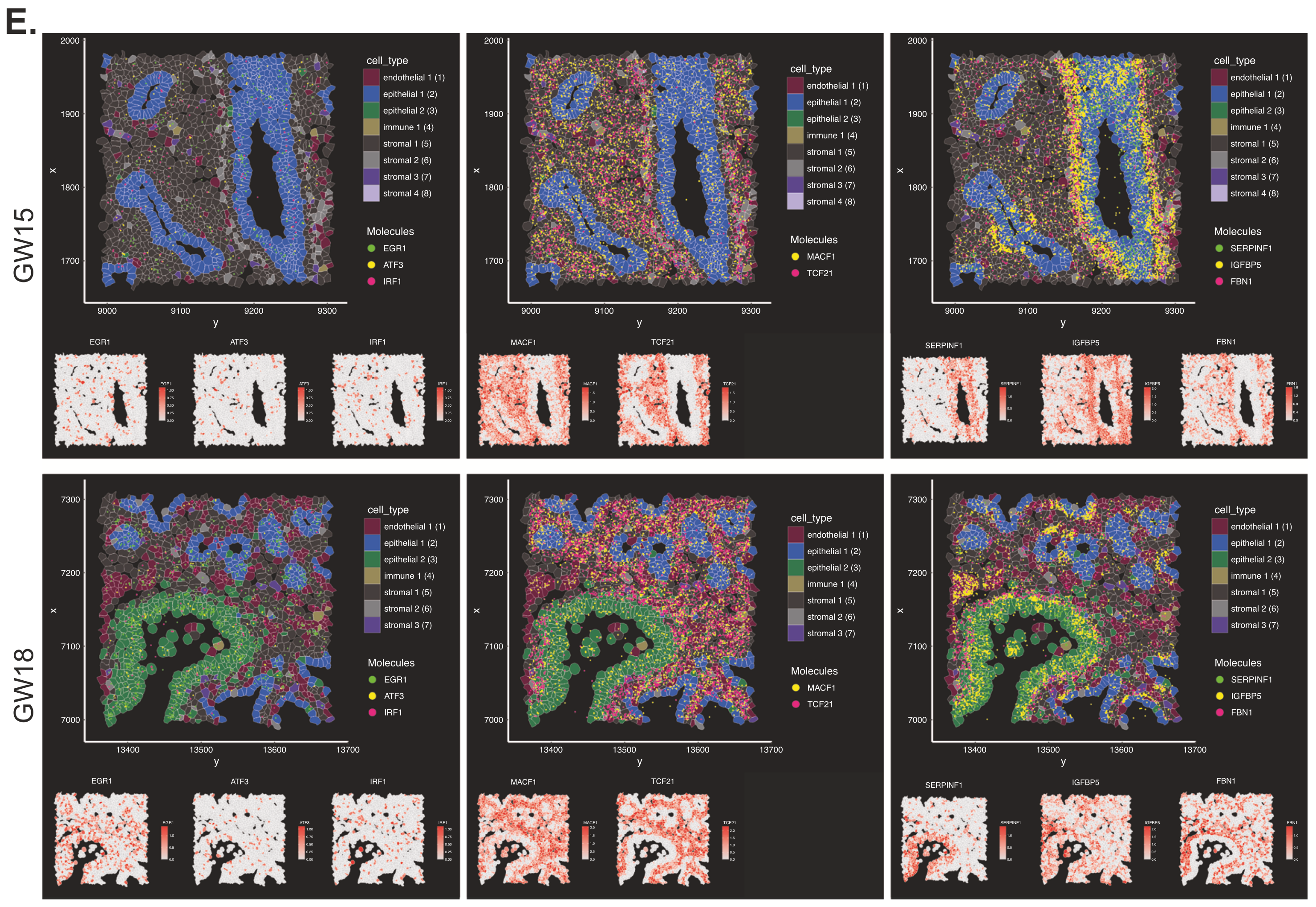 Figure 4. Xenium spatial plots of EGR1, ATF3, IRF1 in lipofibroblasts, TCF21 and MACF1 in lipofibroblast precursors, and SERPINF1, FBN1, IGFBP5 in airway fibroblast progenitors. Credit: Figure 2E from Quach H, et al. (3). CC BY 4.0.